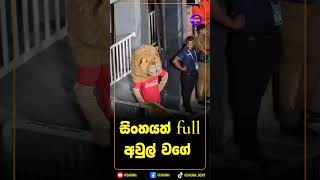 සිංහයත් full අවුල් වගේ!