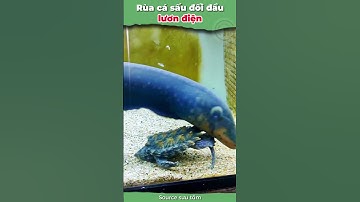 Rùa cá sấu đối đầu lươn điện, bên nào thắng? #onhachoimotminh #nuoirua #ruacanh