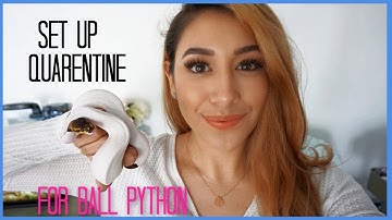 How to set up a  EASY Snake Quarantine| Ball Python