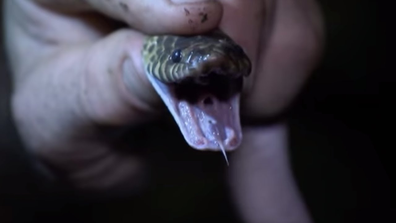 Ground Snake! | Expedition New Guinea | BBC Studios