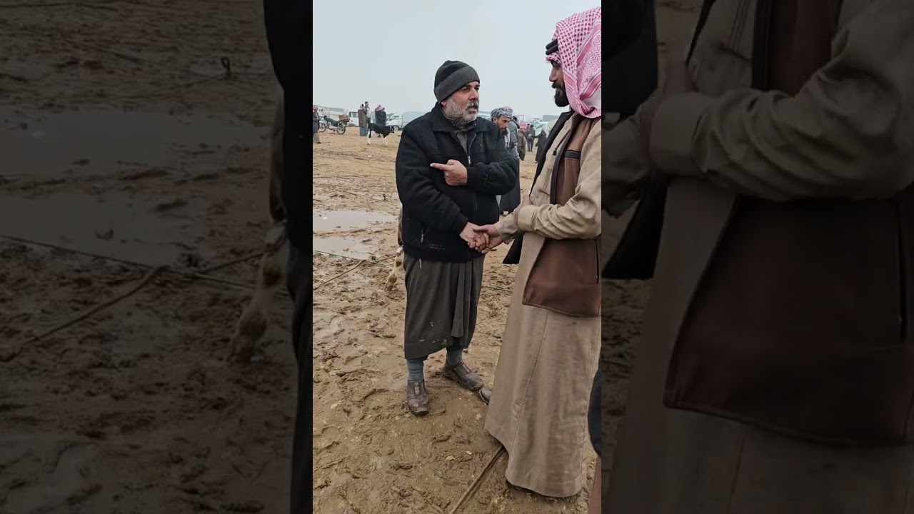 بيزار الأبقار في الرقه بيزار العدنانيه الدلال عيسى البوفاخر 0936777769