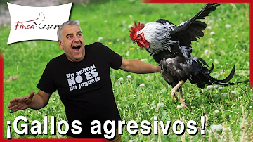 ¿Qué haces cuando te ataca un gallo?