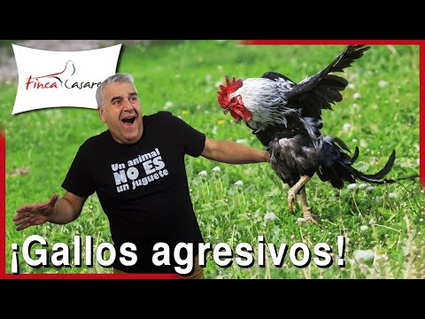 Cómo evitar que mi GALLO me ATAQUE 🧹