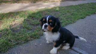 Cha | 13w male Cavalier King Charles Spaniel Puppy by Euro Puppy 32 views 1 month ago 7 seconds