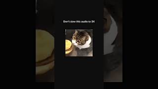 Hey Kitty You Can Hasz Cheese Burger