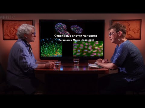 Видео: Откуда берутся эндотелиальные клетки-предшественники?