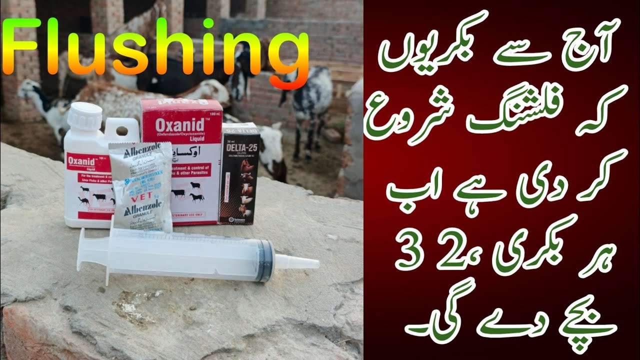 Alhamdullah Flushing Start on my farm. How to get more than 2 kids from Goats.