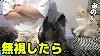 話しかけてくる猫を無視したら犬たちがブチ切れた...笑