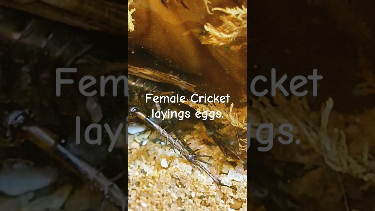 Female Cricket laying eggs. 