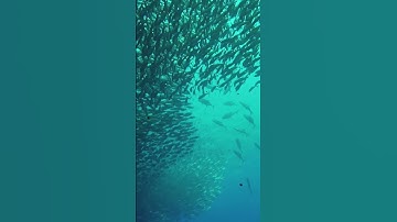 Feeling Overwhelmed? AO Scan #frequency #solex #aoscan