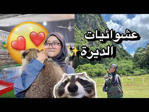 عشوائيات في ديرتنا حضنا راكون