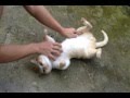 How to Tame a Cat (Massage technique)