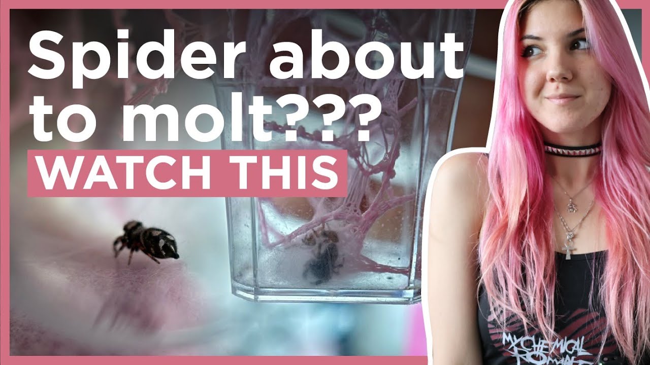 Pre-Molt Care In Jumping Spiders🕷️🎀 | All you need to know!