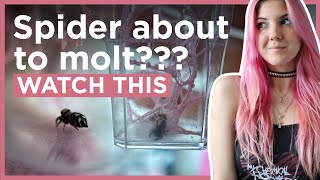 Pre-Molt Care In Jumping Spiders🕷️🎀 | All you need to know!