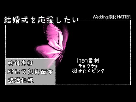 【フリー素材】チョウチョ 羽ばたくピンク【無料】