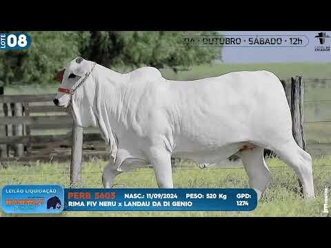 LOTE 08   PERB 5603