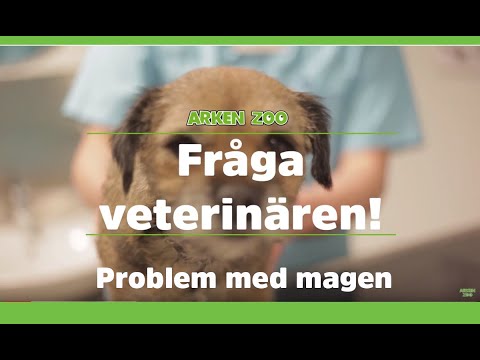 Video: Är Receptfria Läkemedel Säkra För Min Hund?