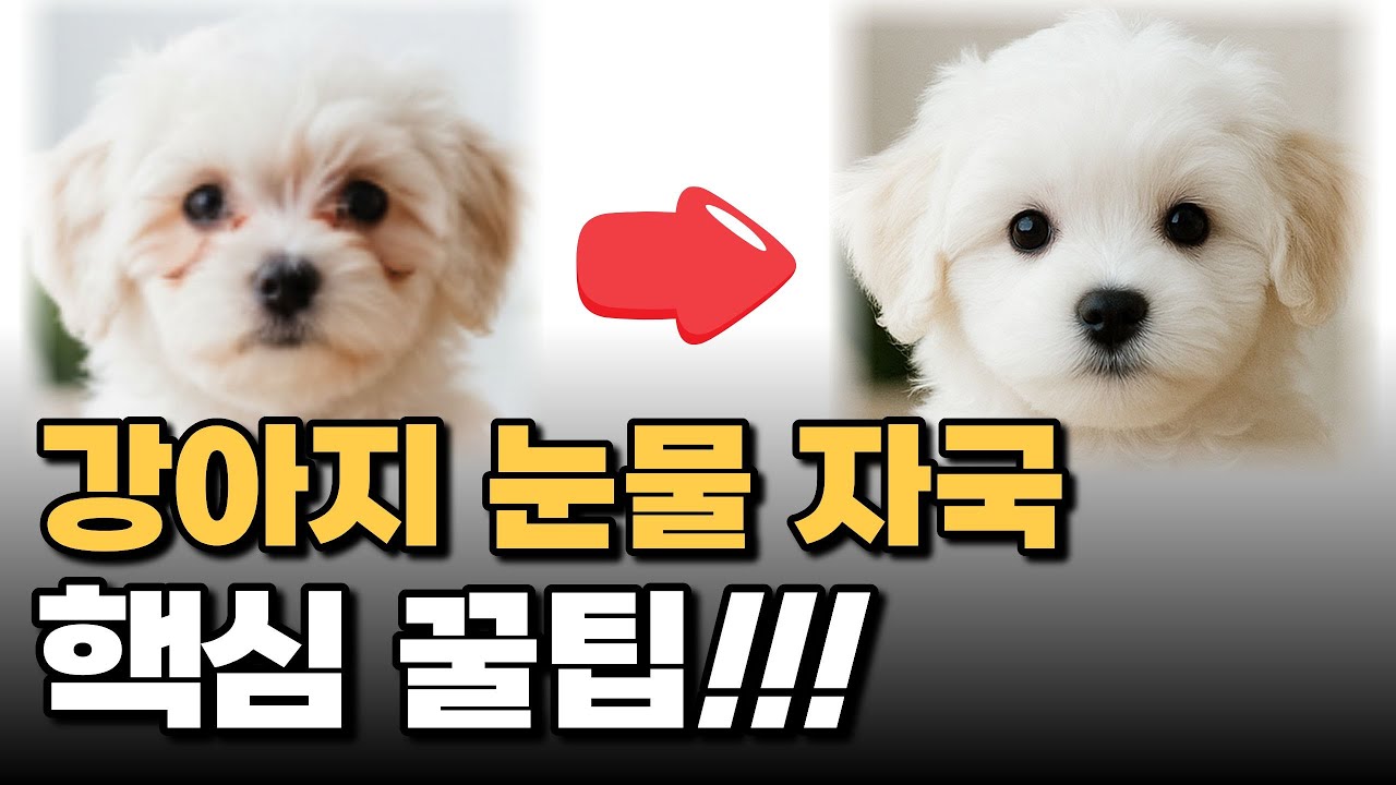 강아지 눈물 자국 없애기 무조건 이렇게 하세요, 천연 강아지 눈물 세정제 추천