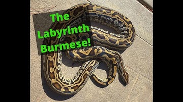History of Burmese Pythons, Ep. 4 Labyrinth!!