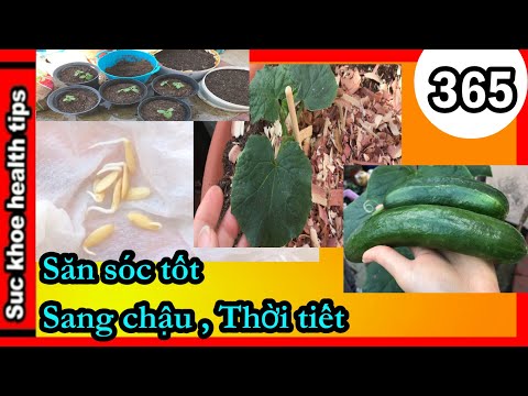 SĂN SÓC TỐT Dưa leo _ Gieo hạt, sang chậu,  #365 grow care cucumber plants, suc khoe health tips