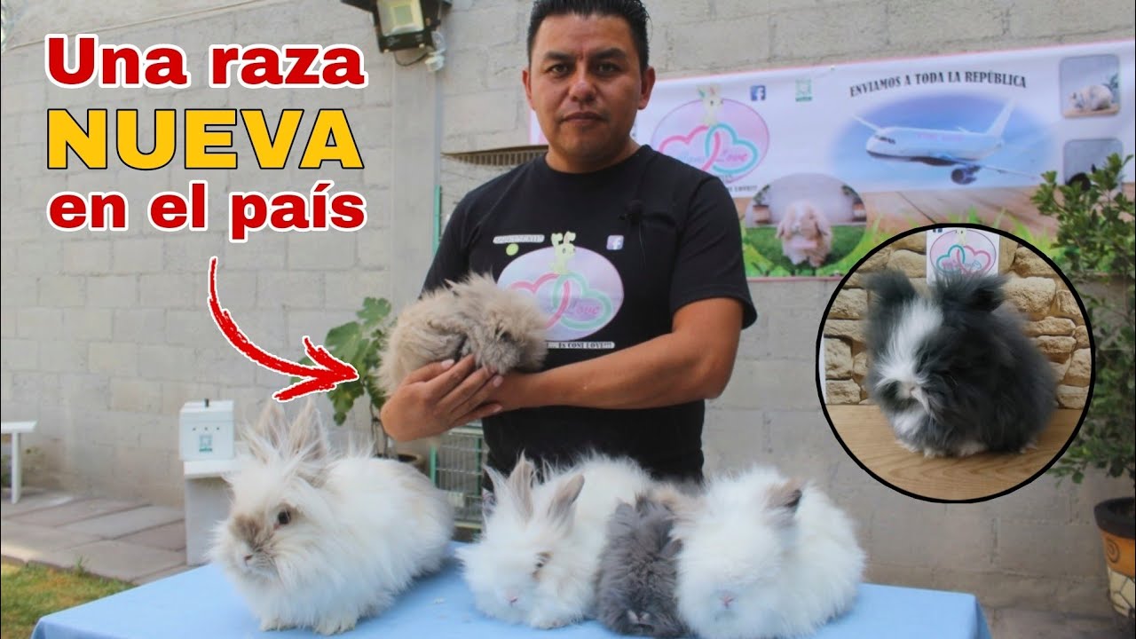 La RAZA TEDDY todo lo que debes saber sobre ella (ConiLove) 🐰🤠