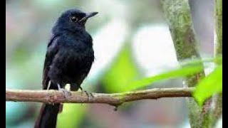 LANGSUNG EMOSI IKUT BONGKAR ISIAN ISTIMEWA DENGAN MURAI BATU GACOR ISIAN CILILIN KENARI LOVEBIRD INI