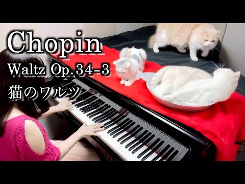 【猫のワルツ】 ショパン Chopin/Waltz Op.34-3  3匹の猫と一緒に弾いてみた #piano #ピアノ #名曲