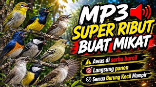 Download lagu SUPER RIBUT ‼️ MP3 Suara Pikat Burcil Langsung Pada Nempel