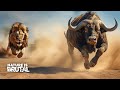 Lion vs buffalo how this chase takes an unexpected turn  nature is brutal