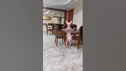 Video 5721131: sphynx cats catlovers, sphynx catlover dance, cat dance funny sphynx, kitten cute sphynx explore, sphynx kitten eating, kitten eating food, cute kittens living
