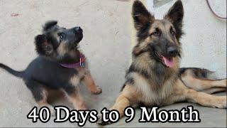 German Shepherd Female Puppy Growing From 40 Days to 9 Month || Midium Coat GSD Puppy Growth Video