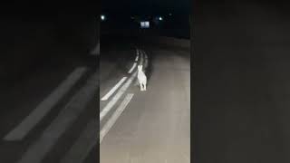 Заяц на дороге