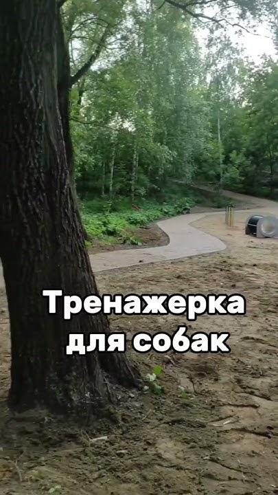 КАЧАЛКА ДЛЯ СОБАК #питомцы #собаки #тренировка #москва # ...
