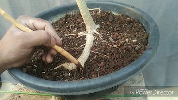 Branch & Root trimming on Ficus virens Part :1