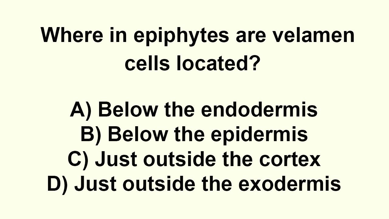 Where in epiphytes are velamen cells located?