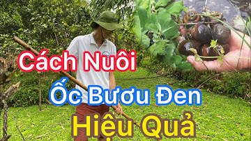 Nuôi Ốc Bươu Đen -Trại Ốc Bươu Giống Mê Kông