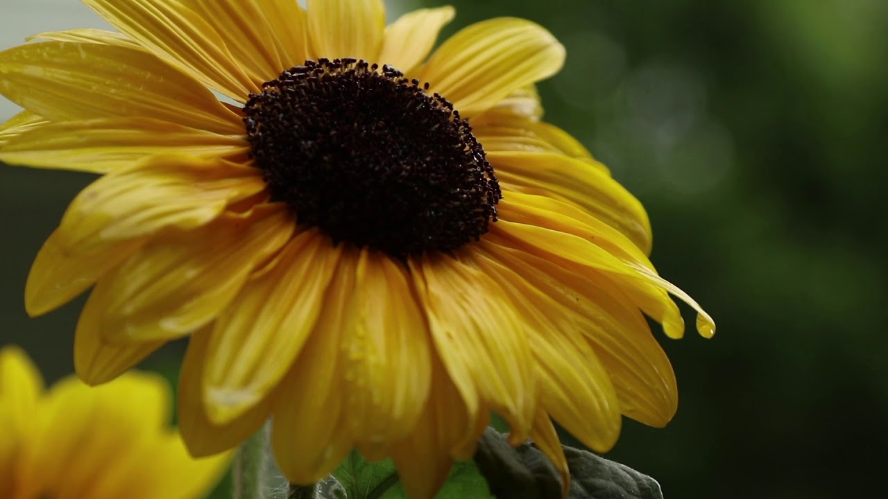 True Nature Poetic documentary