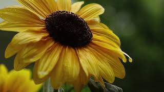 True Nature Poetic documentary