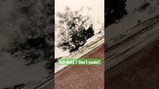 Got mold? Don’t panic!