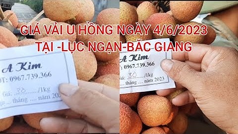 GIÁ VẢI U HỒNG MỚI NHẤT NGÀY 4/6/2023 TẠI LUC NGẠN BẮC GIANGVietnamese lychee