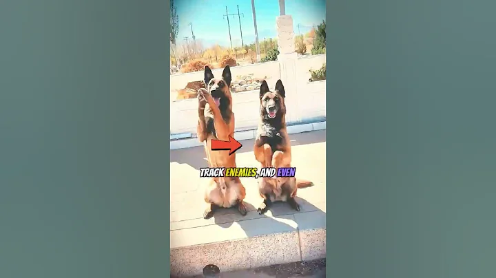 US Special forces dogs training #shorts #shortsvideo #dogs #military #army