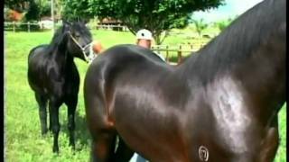 Cavalos Mangalarga
