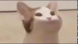 pop cat meme (original)