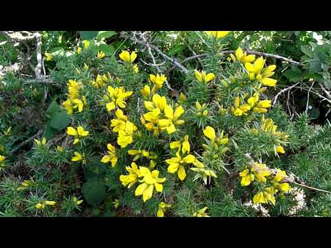 Vídeo: Tingimento De Tojo (planta) - Propriedades E Aplicação De Tojo. Gorse Amarelo, Espanhol, Flores De Tojo
