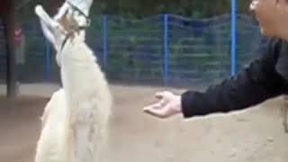 This man just got rejected by a lama