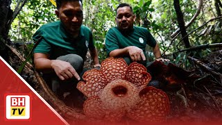 Jangan sentuh bunga pakma