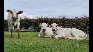 COMO MEJORAR LA PRODUCCION GANADERA aspiracion folicular