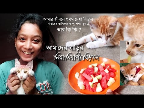 ভিডিও: বিড়ালগুলির মধ্যে স্কিন বাম্প (গ্রানুলোমেটাস ডার্মাটোস)