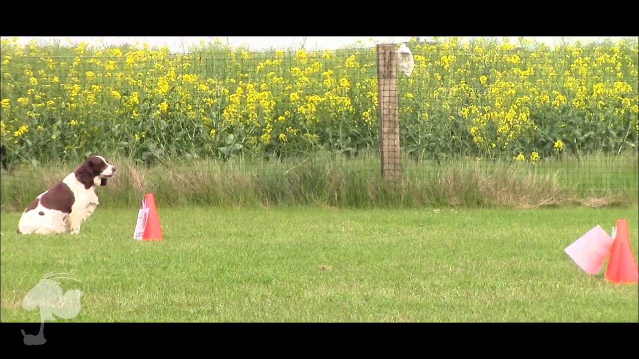 Talking Dogs Rally Dog Training | Level 1 Bonus Station | www ...