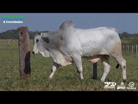 LOTE 74 - DUPLO - 16º Mega Leilão Genética Aditiva e Convidados